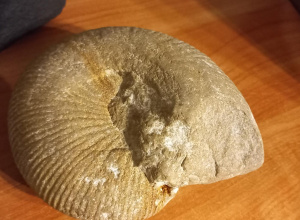 Muzeum Geologiczne