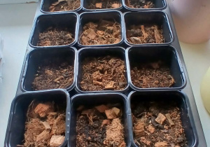 Założony ogródek przez klasę 2b.