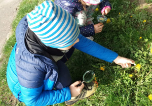 Dzieci obserwują roślinę przy pomocy lupy