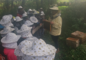 Uczniowie w kapeluszach pszczelarskich obserwują pszczoły i królową z bliska