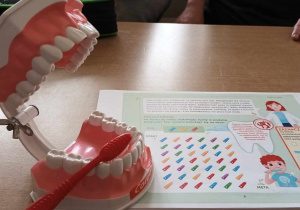Uczniowie poznają budowę i role zębów