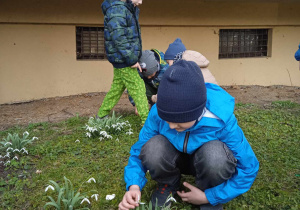 Uczniowie oglądają wiosenne kwiaty.
